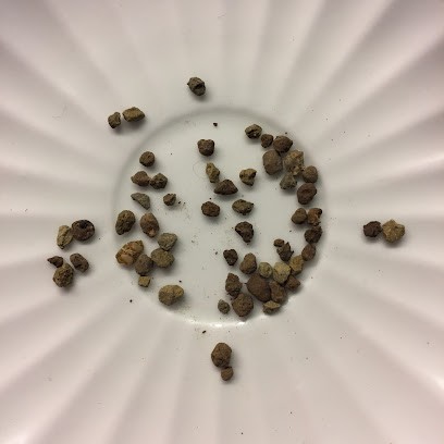 Lentille Blonde de Saint-Flour, Epicerie Fine à Saint-Flour