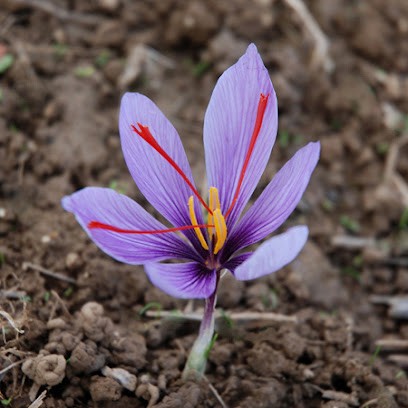 Safran et plaisirs gourmands, Epicerie Fine à Saint-Fergeux