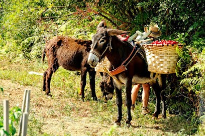 PIERRE FALIERE L'ANE ET LE PIMENT, Epicerie Fine à Saint-Pée-sur-Nivelle